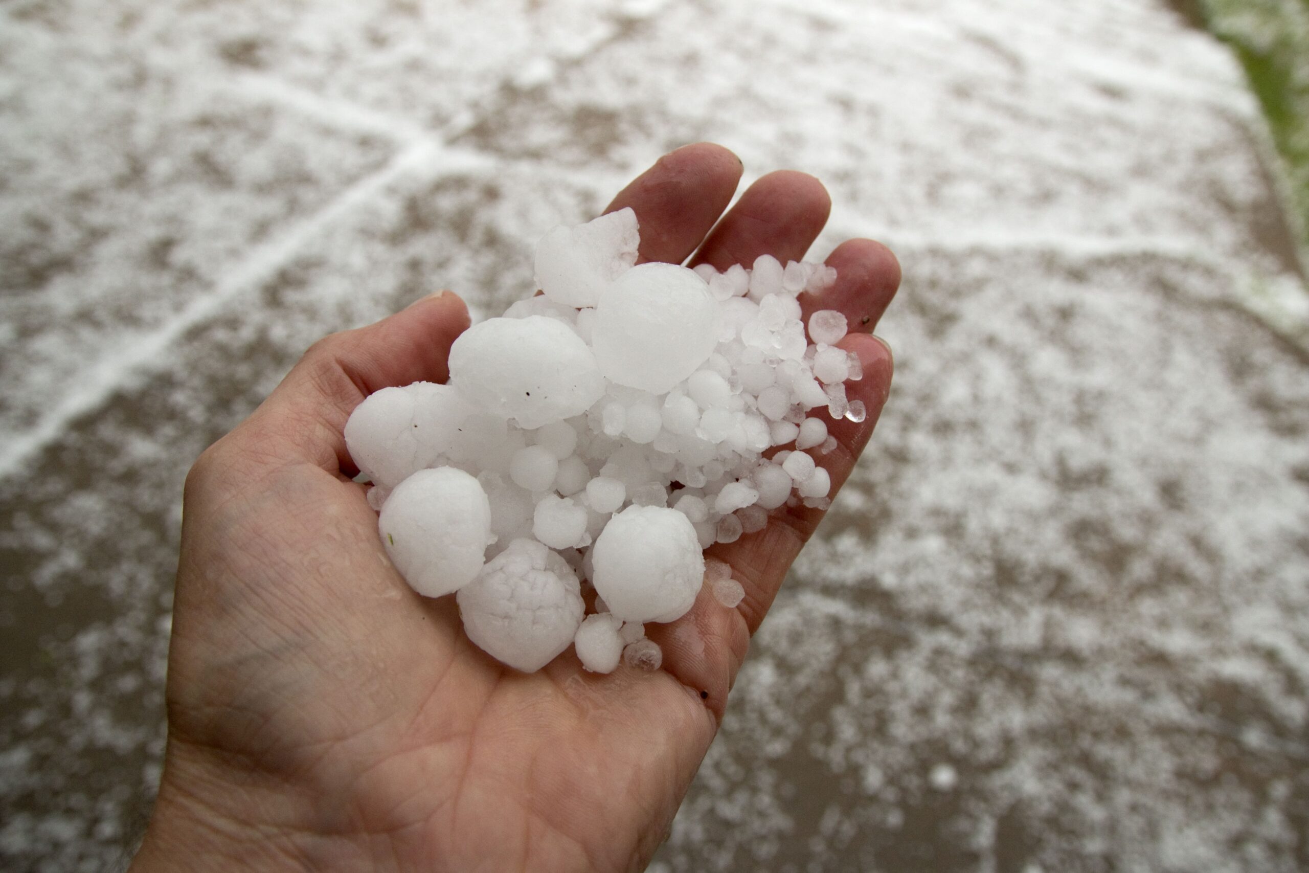 Hand holding hailstones on a snow-covered ground after a storm.